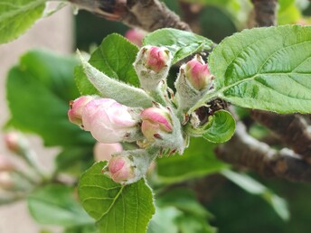 Makro çekimler