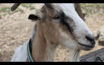 6x zoomlu teleobjektif