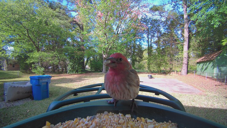 House Finch