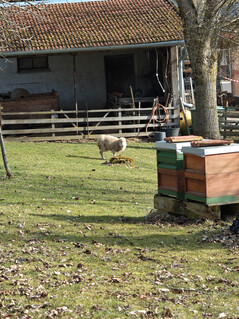 Ana kamera (6x yakınlaştırma)