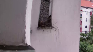 Yuva yapan güvercin, 4x büyütülmüş