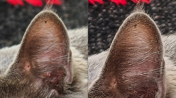 Karşılaştırma net. Sol: 400 mm'de telekonvertör ile. Doğru: Telekonvertör olmadan