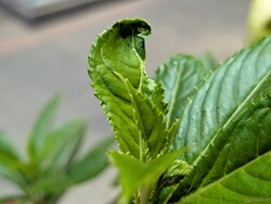 Ana kamera ile makro çekim