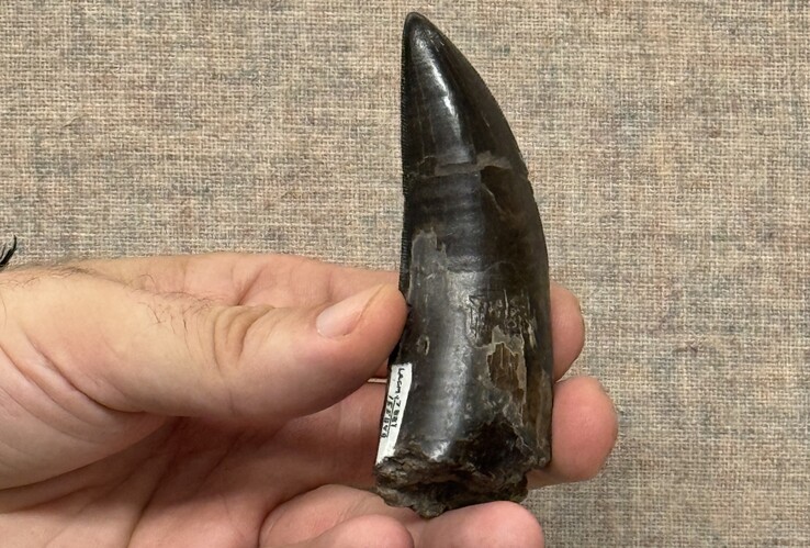 Araştırmacılar tarafından kullanılan T. rex dişlerinden biri