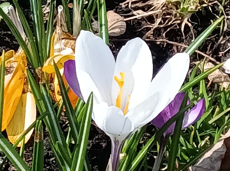 Lenovo Tab K11 Gen 2: 8x yakınlaştırmalı ana kamera