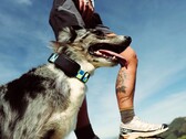 Fi Ultra, köpeğin tasmasına takılır.