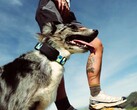 Fi Ultra, köpeğin tasmasına takılır.