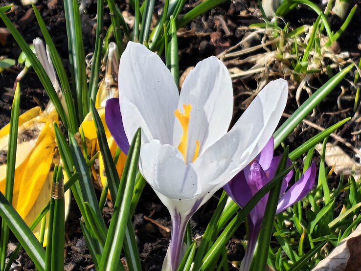 Motorola Edge 70 Fusion: 8x yakınlaştırmalı ana kamera