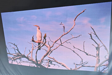 Dış mekan projeksiyon perdesi (gün ışığı) (Resim kaynağı: Daniel Schmidt)