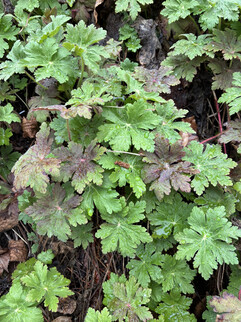 Bir ana kamera görüntüsü