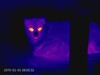 Kedi ayrıntıları